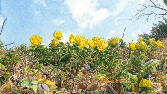 福寿草のイラスト