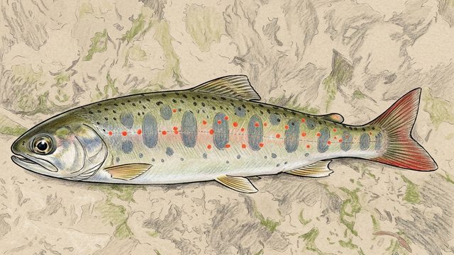 あめごのイラスト
